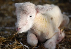Things to Do In New Jersey - Howell Living History Farm - Newborn Lamb