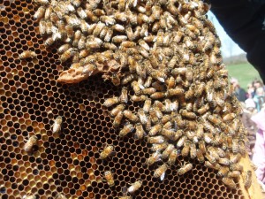 Honeybees - Howell Living History Farm - Things to Do In New Jersey