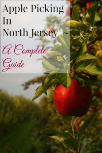 North Jersey is home to many pick your own apple farms. | find out more at www.thingstodonewjersey.com | #nj #newjersey #northjersey #bergencounty #morriscounty #sussexcounty #warrencounty #applepicking #applefarms #pickyourownapples #pickyourownfarms #farms #apples #fall #fall2015 #thingstodo #fieldtrips #daytrips