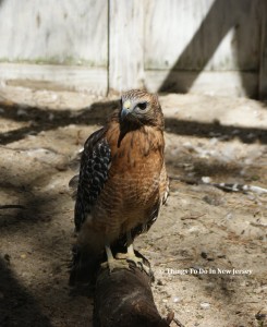 Hawk at Woodford Cedar Run | Things to Do In New Jersey