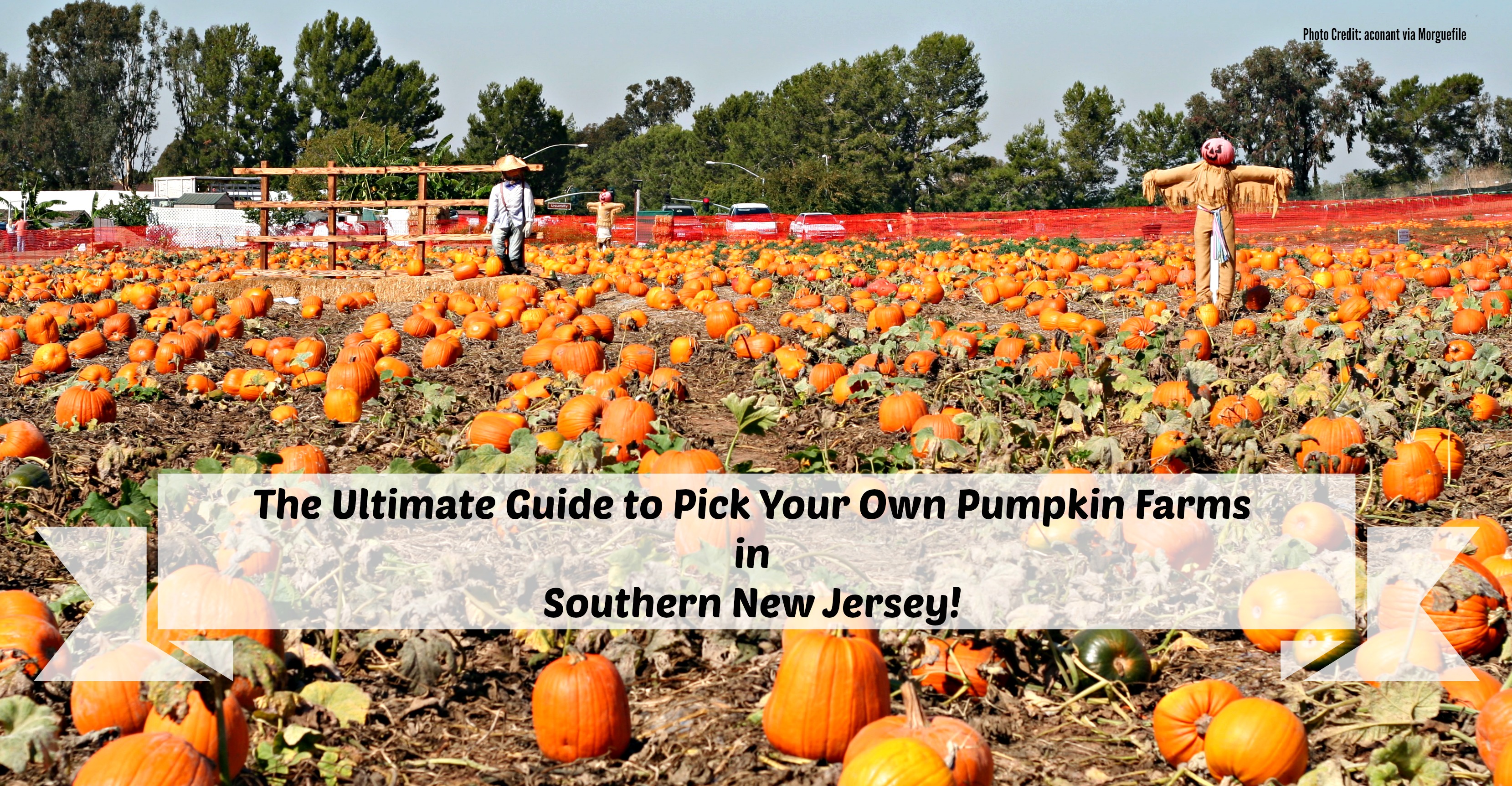 The Complete Guide to Pick Your Own Pumpkin Farms in South