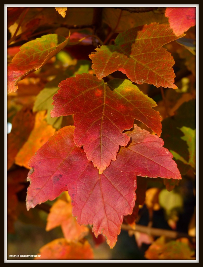 Red Maple Leaves - Tenafly Nature Center | Things To Do In New Jersey | #tenafly #nj #newjersey #naturecenters #nature #fieldtrips #hiking #kids