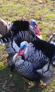 Where to Buy Farm-Fresh Turkey in New Jersey: A Guide to Purchasing Locally-Raised Turkeys in New Jersey | Find out more at www.thingstodonewjersey.com | #nj #newjersey #newjerseyturkeyfarms #turkey #farms #buylocal #jerseyfresh #thanksgiving