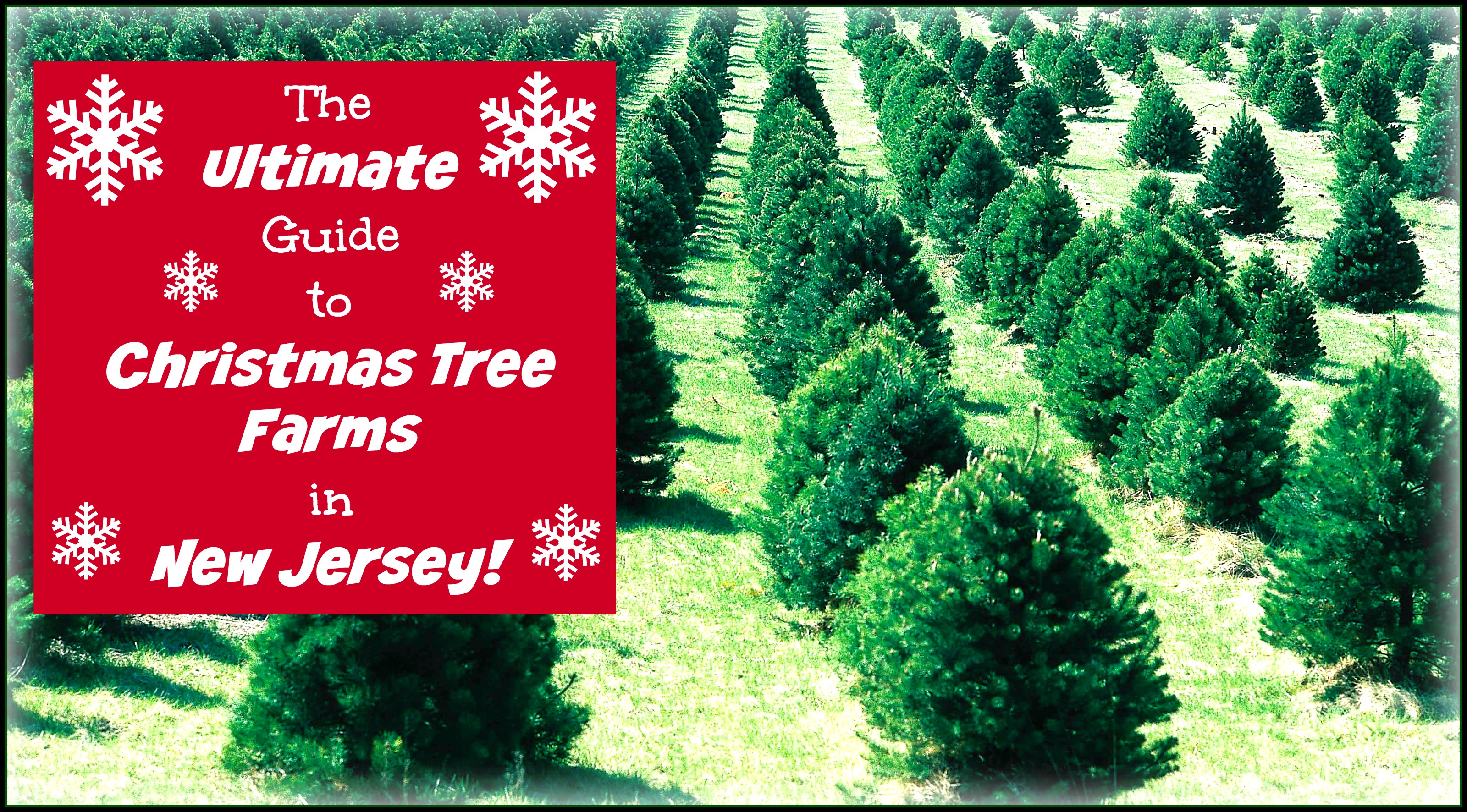 The Ultimate Guide to Christmas Tree Farms in New Jersey - Things to Do In New Jersey