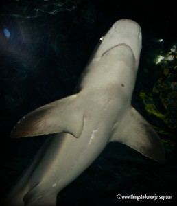 It was such a thrill to see sharks swim right over us in the Shark Tunnel at Adventure Aquarium! | find out more at www.thingstodonewjersey.com | #nj #newjersey #adventureaquarium #camden #sharks #aquarium #thingstodo #daytrips #fieldtrips #kids #animals #fun #familyfriendly #educational