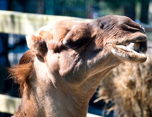 Guess what day it is? It's ZOO DAY!!! Visit the Cape May Zoo at the Jersey shore! It's FREE! | Find out more at www.thingstodonewjersey.com | #nj #newjersey #capemay #jerseyshore #zoo #zoos #free #familyfriendly #thingstodo #daytrips #fieldtrips #kids #animals #camel #humpday