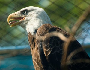 New Jersey's Cape May Zoo is home to over 550 animals, including this bald eagle.  Admission is FREE! | find out more at www.thingstodonewjersey.com | #nj #newjersey #capemay #jerseyshore #zoo #zoos #free #daytrips #fieldtrips #kids #thingstodo #familyfriendly #animals #baldeagle 