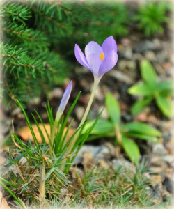 A single crocus heralds the arrival of spring at the Frelinghuysen Arboretum in Morris Township, New Jersey | Find out more at www.thingstodonewjersey.com | #nj #newjersey #morris #frelinghuysenarboretum #botanticalgardens #gardens #weddingphotos #kids #daytrips #free #thingstodo
