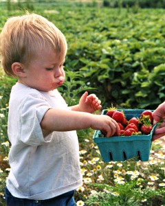 U-Pick strawberry patches are popular with young and old alike. Find a pick-your-own strawberry farm in Central New Jersey here! | find out more at www.thingstodonewjersey.com | #nj #newjersey #central #centraljersey #strawberrypicking #pickyourown #farms #farm #strawberry #strawberries #thingstodo | pick your own strawberry farms in central New Jersey