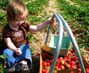 Strawberry Picking in South Jersey | pick your own strawberry farms in south jersey |pick your own strawberries in south jersey