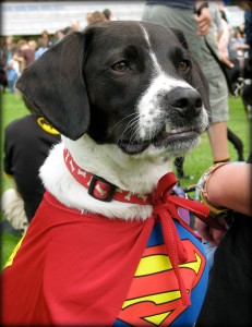 Fido Festival USA's SuperMutts NJ event promises to be fun for dogs and dog-lovers alike! | find out more at www.thingstodonewjersey.com | #nj #newjersey #columbus #burlingtoncounty #fidofestival #supermutts #superdog #halloween #october #events #festivals #dogfriendly #thingstodo