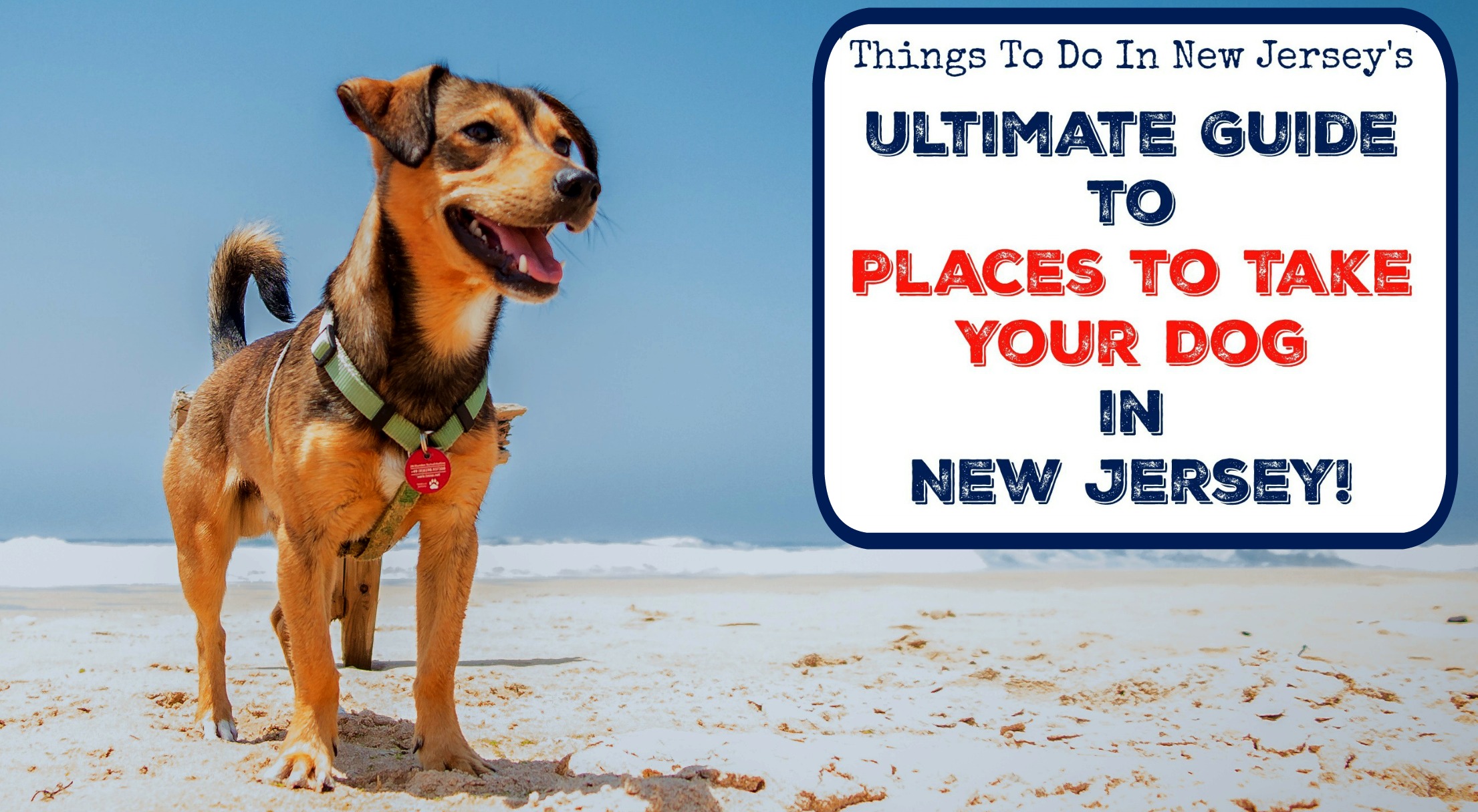 The Ultimate Guide to Places to Take Your Dog In New Jersey - Things to
