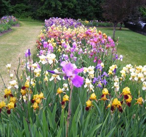 Presby Memorial Iris Gardens in Montclair NJ | public gardens in nj | public gardens in new jersey | nj public gardens | new jersey public gardens | nj botanical gardens | nj iris gardens