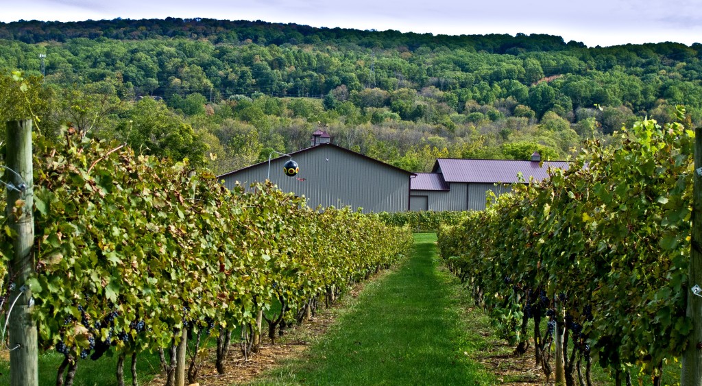 New Jersey is home to more than 40 wineries! | New Jersey wineries | NJ wineries | New Jersey vineyards | NJ vineyards | wineries in New Jersey | wineries in NJ 