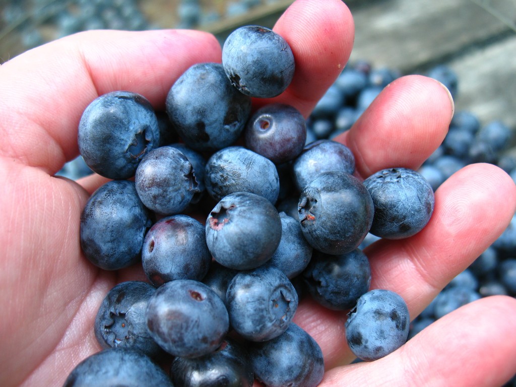 Jersey Fresh blueberries | pick your own farms in NJ | pick your own farms in New Jersey | NJ farms | New Jersey farms | blueberry picking NJ | blueberry picking New Jersey