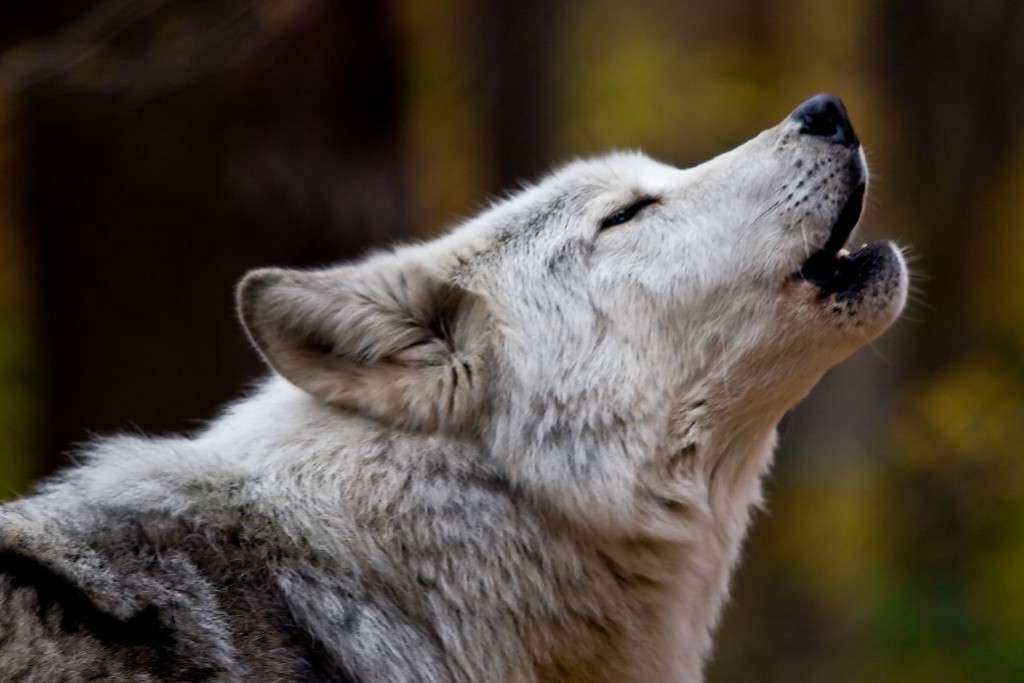 The Lakota Wolf Preserve is the largest preserve of its kind in the Northeast. The preserve cares for wolves, foxes, and bobcats who are unable to live in the wild. | wolf preserve in nj | wolf preserve in new jersey | wolf preserve warren county nj 