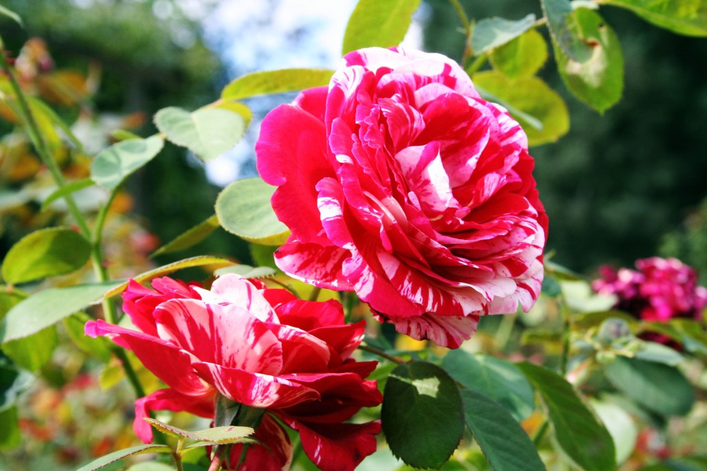 The Rudolf W. van der Goot Rose Garden in Franklin Township is bursts with color courtesy of more than 3000 varieties of roses. | public gardens in nj | public gardens in new jersey | nj public gardens | new jersey public gardens