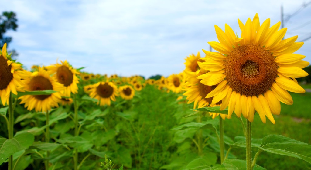 Take in the spectacular beauty of thousands of sunflowers as you meander your way through a NJ sunflower maze. | nj sunflower maze | new jersey sunflower maze | sunflower mazes in nj | sunflower mazes in new jersey