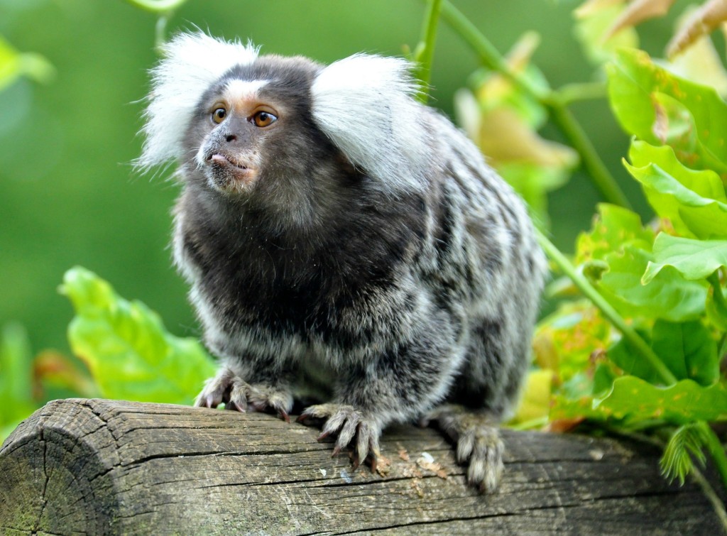 Cohanzick Zoo is home to common (but cute!) marmosets and gibbons. | bridgeton zoo | nj zoos | new jersey zoos | south jersey zoos | cumberland county zoo | things to do in bridgeton nj | things to do in cumberland county nj | things to do in south jersey | free things to do in south jersey