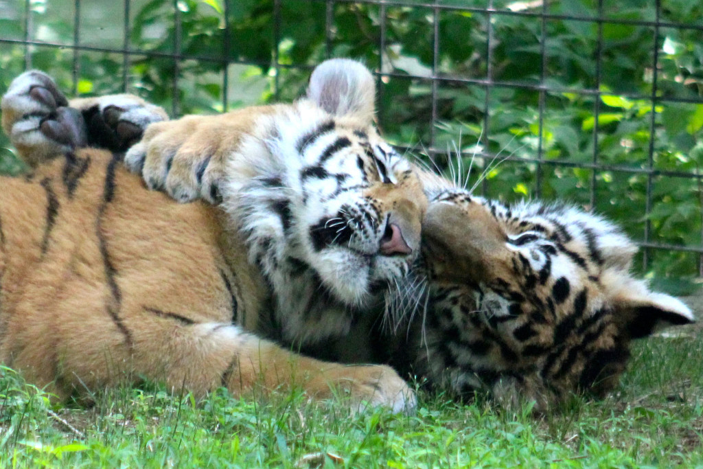 Mehesha and Rishi, twin tiger cubs, are a couple of the Cohanzick Zoo's most recent new residents. | cohanzick zoo | bridgeton zoo | nj zoos | new jersey zoos | cumberland county