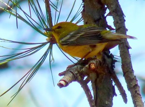 pine warbler in cheesequake state park nj | things to do in nj | nj state parks | new jersey state parks