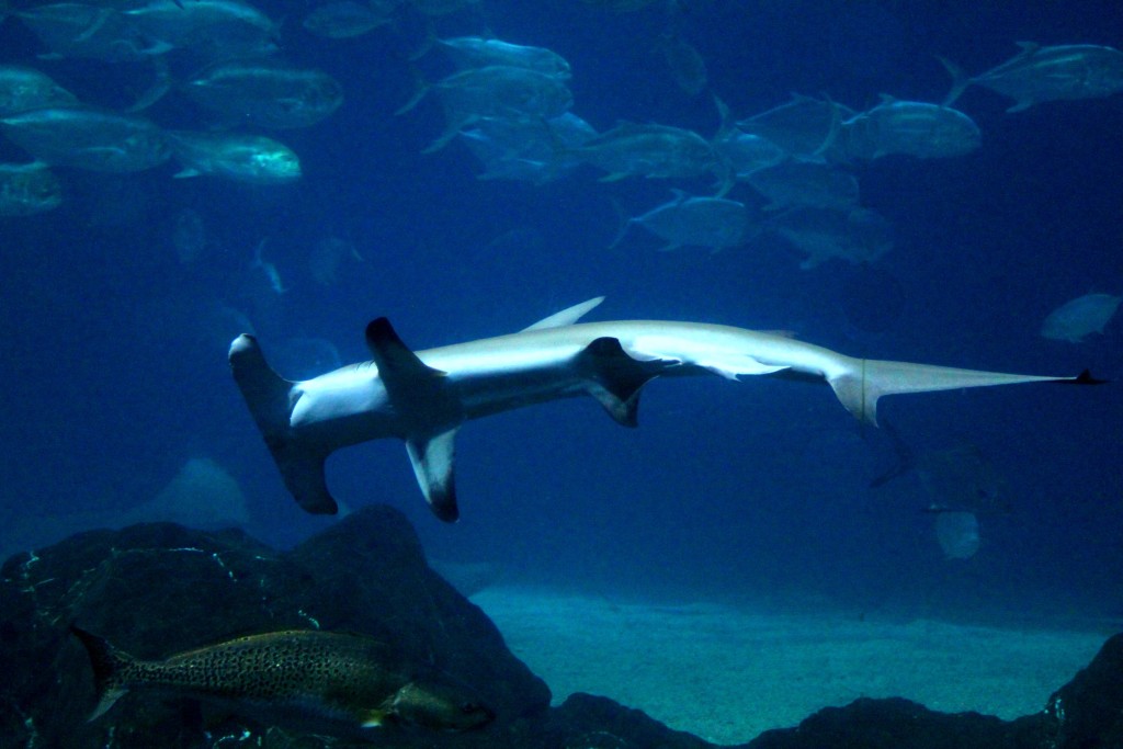 hammerhead shark adventure aquarium camden nj