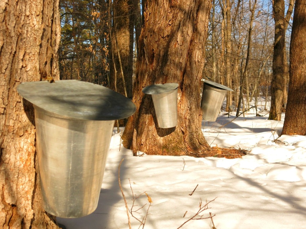 maple sugaring in nj, making maple syrup in nj
