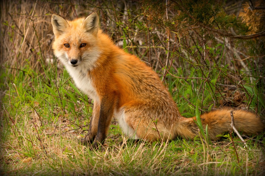 Red Fox at Island Beach State Park NJ | NJ wildlife | nj state parks | nj beaches