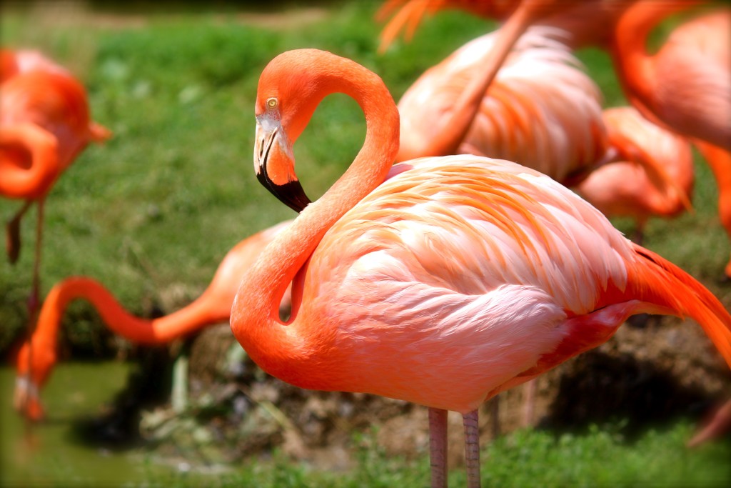 The new Flamingo Exhibit at Turtle Back Zoo opens on August 29th! | things to do in nj | nj zoos | new jersey zoos | things to do in new jersey | things to do in essex county nj | things to do in west orange nj