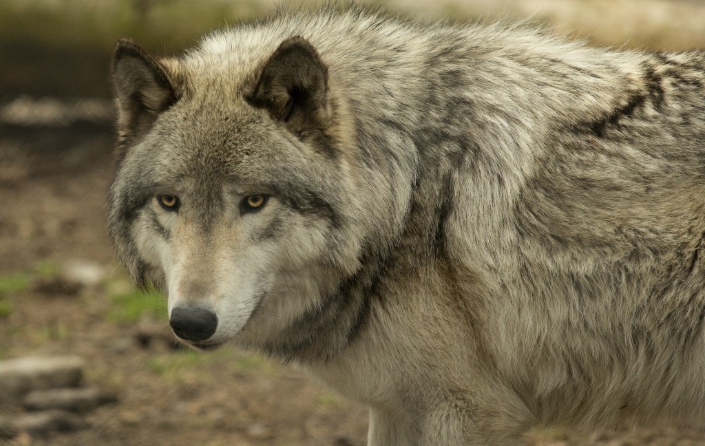 lakota wolf preserve nj sanctuary warren county 