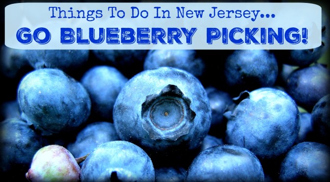 Blueberry Picking in NJ – The “Blues” Have Never Been So Good!
