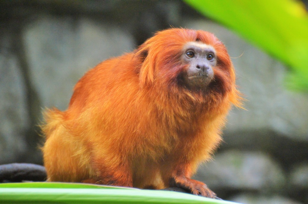 Bergen County Zoo Hour