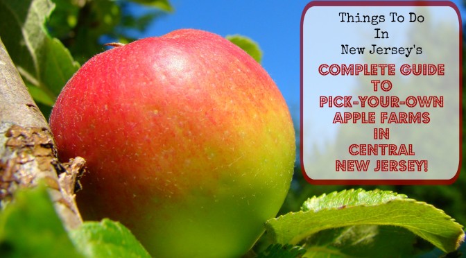 Apple picking is a great way to spend a beautiful fall day on the farm! | find a farm at www.thingstodonewjersey.com | #nj #newjersey #centraljersey #centralnj #mercercounty #middlesexcounty #monmouthcounty #hunterdoncounty #burlingtoncounty #farms #applepicking #pickyourown #fall #daytrips