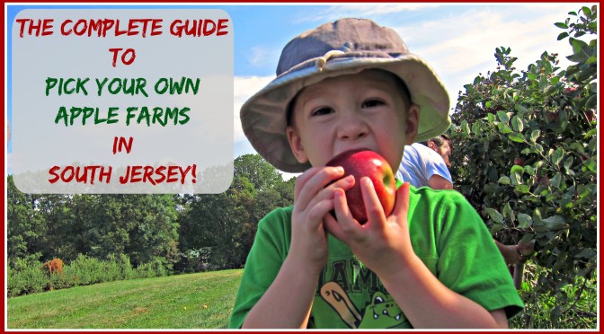 The Complete Guide to Pick Your Own Apple Farms in South Jersey! Apple Picking in South Jersey = Fun On The Farm!!! | find out more at www.thingstodonewjersey.com | #nj #newjersey #southjersey #burlingtoncounty #gloucestercounty #pickyourown #apples #applepicking #farms #familyfriendly #fun #daytrips #fieldtrips