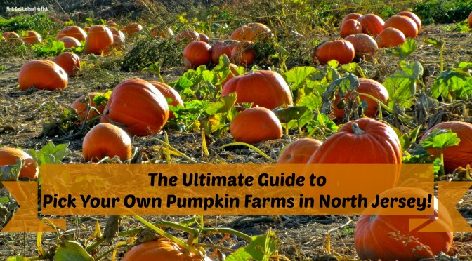 The Complete Guide to Pick Your Own Pumpkin Farms in North Jersey