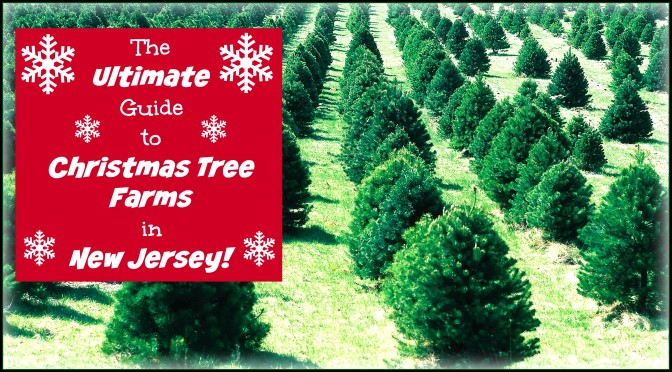 The Ultimate Guide to Christmas Tree Farms in New Jersey