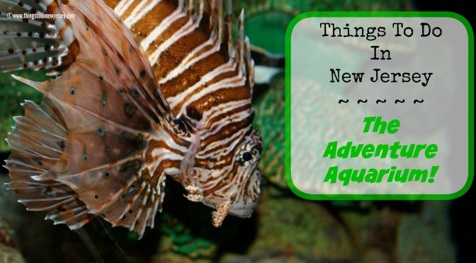 Things To Do In New Jersey – The Adventure Aquarium