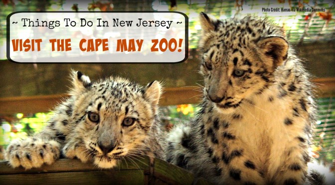 4 Month old snow leopard cubs at the Cape May Zoo | find out more at www.thingsotodonewjersey.com | #nj #newjersey #capemay #jerseyshore #zoos #free #thingstodo #kids #daytrips #fieldtrips