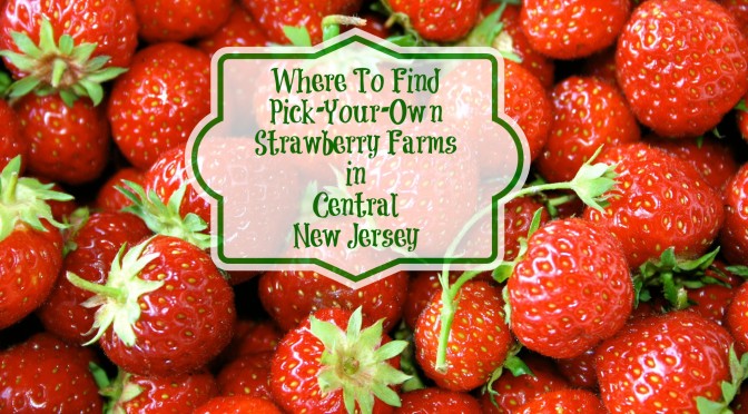 Where To Find Pick Your Own Strawberry Farms in Central New Jersey