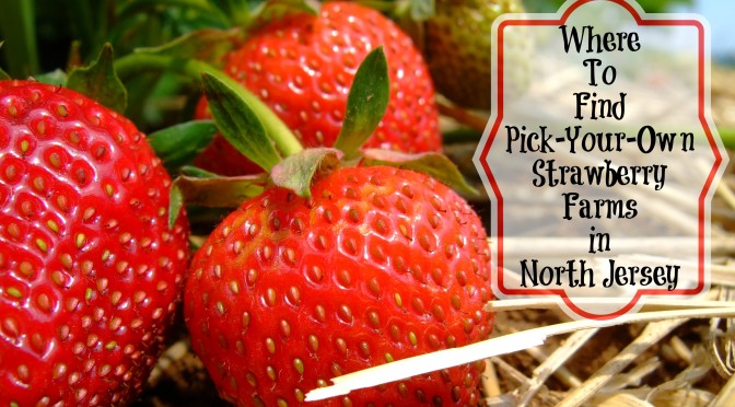 The Complete Guide to Strawberry Picking in North Jersey. Find a northern New Jersey pick-your-own farm here! | find out more at www.thingstodonewjersey.com | #nj #newjersey #northjersey #farms #pickyourown #strawberry #strawberrypicking #morriscounty #chester #morristown #sussexcounty #andover #warrencounty #hackettstown #belvidere #familyfun #jerseyfresh | pick your own strawberry farms in North Jersey