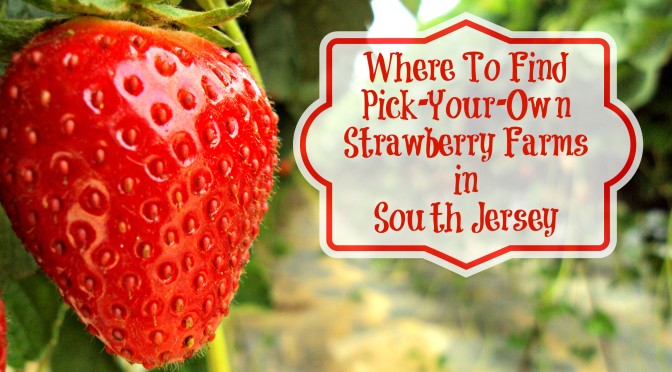 Where To Find Pick Your Own Strawberry Farms in South Jersey