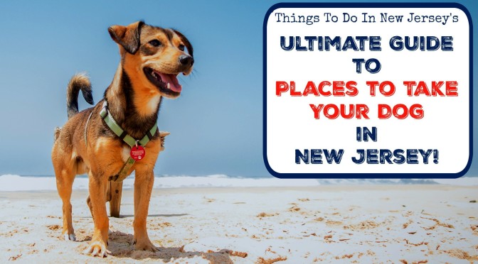 The Ultimate Guide to Places to Take Your Dog In New Jersey