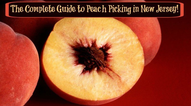 The Complete Guide to Peach Picking in New Jersey!