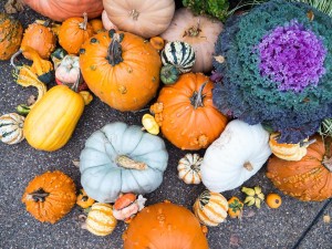 Celebrate Fall Festival at Reeves Reed Arboretum @ Reeves Reed Arboretum | Summit | New Jersey | United States