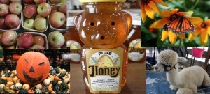 Sussex County Harvest Honey and Garlic Festival @ Sussex County Fairgrounds | Frankford | New Jersey | United States