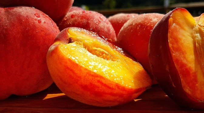 alstede farms peach harvest festival chester nj