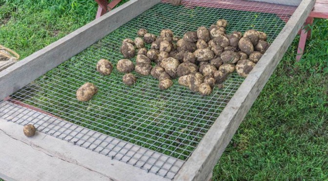 potato harvest at howell living history farm