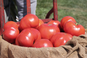 The Great Tomato Tasting @ Clifford E. & Melda C. Snyder Research & Extension Farm