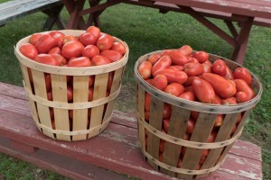 Tomato Day at Howell Living History Farm @ Howell Living History Farm