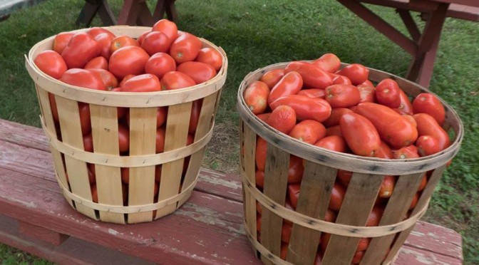 tomato day at howell living history farm